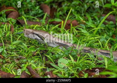 Boa constrictor image taken in Panama Stock Photo