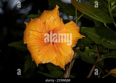 Yellow Hibiscus flower Stock Photo