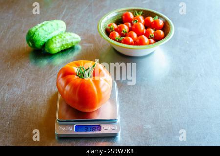 Large beefsteak tomato on a scale on a kitchen table with a bowl of grape tomatoes and cucumbers in the background Stock Photo