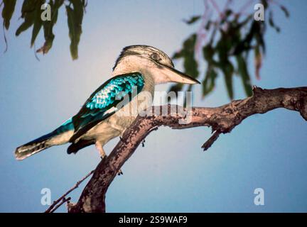 Blue-winged Kookaburra (Dacelo leachii) from Queensland, Australia. Stock Photo