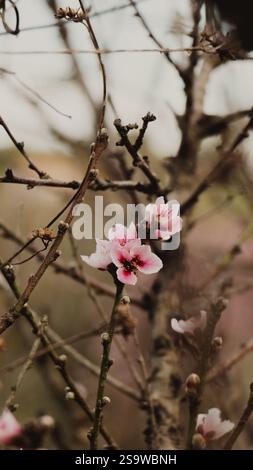 Delicate Pink Flowers on Branch Stock Photo
