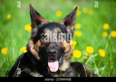 beautiful german shepherd dog sit in flower meadow. spring with yellow flower background on green grass Stock Photo