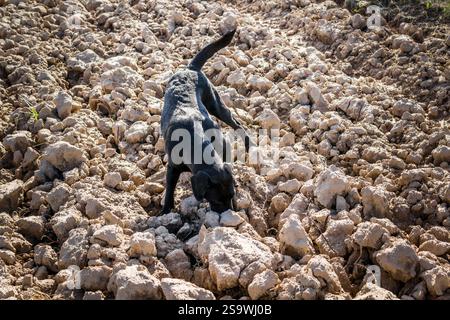 Black Labrador dog on plowed field sniffing Stock Photo