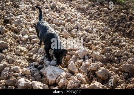 Black Labrador dog on plowed field sniffing Stock Photo