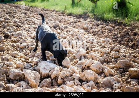 Black Labrador dog on plowed field sniffing Stock Photo