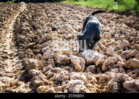 Black Labrador dog on plowed field sniffing Stock Photo