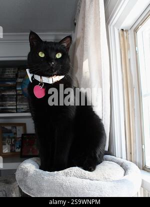 A solid black cat with yellow eyes and a white bowtie collar sporting a red heart shaped tag sits on a cat tree in the sun, staring into the distance. Stock Photo