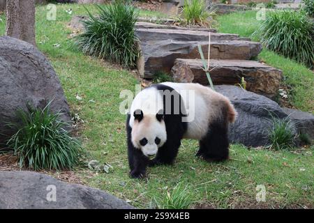 close-up giant panda bear walking on green grass between large carved stones (rocks, boulders) Stock Photo