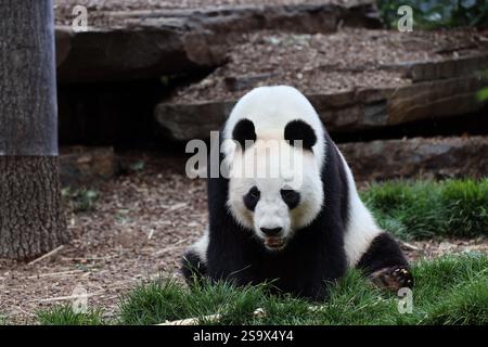 close-up giant panda bear sitting with bamboo shoot and small birds in front Stock Photo
