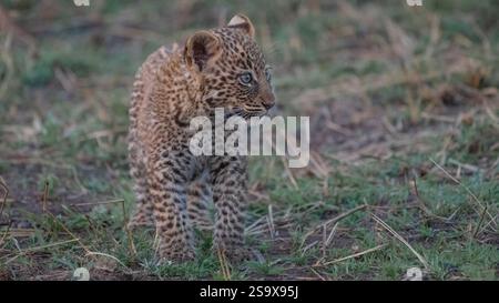 Africa, Tanzania, Serengeti National Park. Close-up of leopard cub. Stock Photo