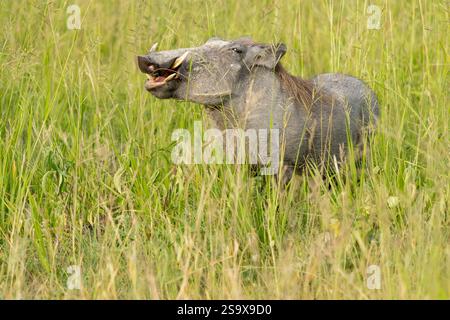 Africa, Tanzania. A warthog eats the seeds of the long grass. Stock Photo