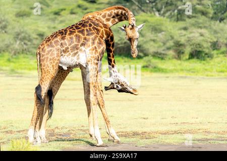 Africa, Tanzania. Two male giraffe fling their heads at each other to show dominance. Stock Photo