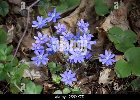 Purple common hepatica wildflowers blooming amidst green leaves and fallen leaves in a serene forest setting. Stock Photo