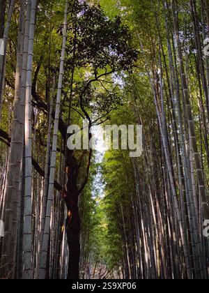 Arashiyama Bamboo Grove Forest in Kyoto, Japan Stock Photo