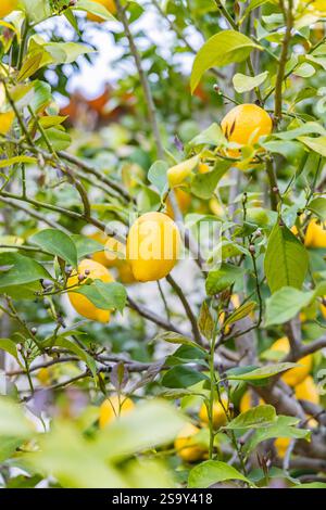 Portugal, Monsanto. Lemons growing on a tree. Stock Photo