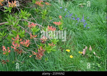 Bright flowers are growing in green grass. Stock Photo