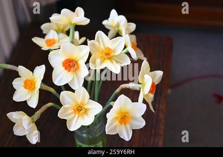 Blossoming daffodils on dark background. Stock Photo