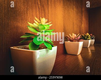 Plants in White Pots À row of vibrant succulent plants in white ceramic pots, placed on a wooden shelf. Stock Photo