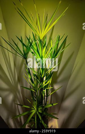 Indoor Plant with Shadows À close-up of a potted plant with sharp leaves, illuminated by soft lighting, casting dramatic shadows on the wall.  indoor Stock Photo