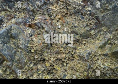 From above abstract textured surface of overgrown rocks on coastline covered with empty white snail shells in sunlight Stock Photo