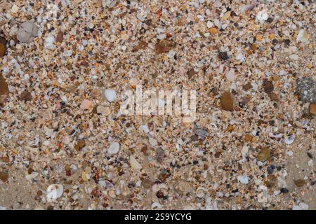 Sand, rock and shells on the beach background. Texture ground, nature background. Close up, copy space. Stock Photo