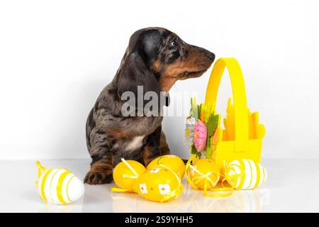 A cute little dachshund puppy is sitting next to a basket of pastel-colored Easter eggs on a white background. The concept of the Easter holiday Stock Photo