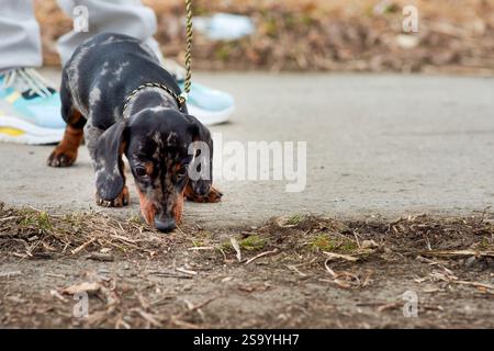 The owner keeps a small marble-colored dachshund puppy on a leash near his feet on a walk in the park. The dog snuggles up to the man and waits for hi Stock Photo