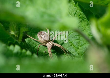 A Nursery Web Spider Pisaura mirabilis on a dead-nettle plant leaf in an English garden, UK. Stock Photo