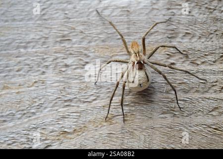 A female Nursery Web Spider Pisaura mirabilis carrying a large, round egg-sack by her fangs on a piece of timber, in an English garden, UK. Stock Photo