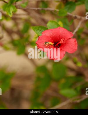 A red flower in full bloom with a diligent little pollinator standing on one of the petals Stock Photo