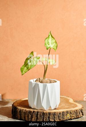 Close up small traedescantia plant in a white plaster pot on a textured orange background. Copy space Stock Photo