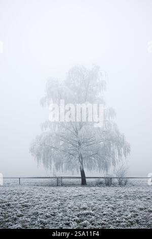 Lonely birch tree covered with frost in foggy winter landscape. Cold weather and freezing mist with hoarfrost on pasture Stock Photo