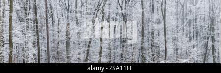 Winter frosty forest. Panoramic view of tree trunks and freezing fog in woodland. Hoarfrost on branches Stock Photo