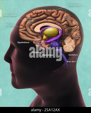 Side view illustration of the brain. Stock Photo
