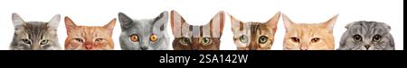 Different cats peeking out from banner on white background. Cute pet Stock Photo