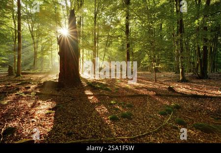 Morning atmosphere in a near-natural deciduous forest of beech and oak trees, rays of sunshine breaking through the morning mist, Reinhardswald, Hesse Stock Photo