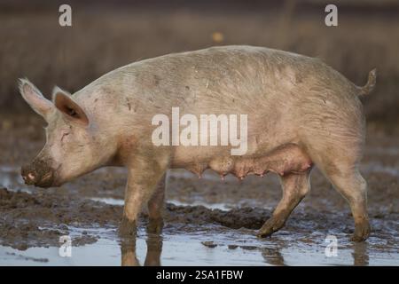Domestic pig (Sus scrofa domesticus) adult farm animal standing in mud in a field, England, United Kingdom, Europe Stock Photo