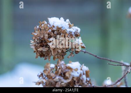 A dead flower of a hydrangea paniculata covered in snow. Stock Photo