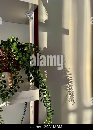 Plant on a shelf casting intricate shadows on the wall in soft, natural light Stock Photo