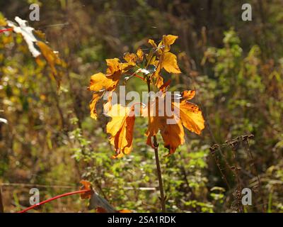 A maple branch with bright yellow colored leaves in sunny autumn. Stock Photo