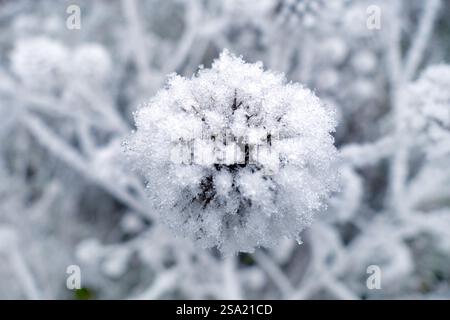 frozen thistle flowers Stock Photo