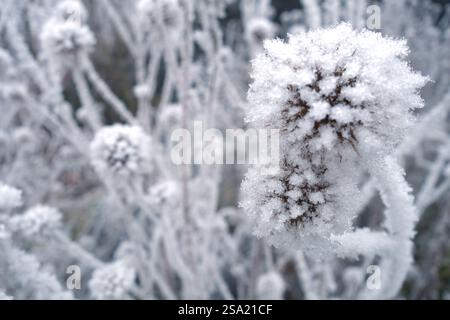 frozen thistle flowers Stock Photo