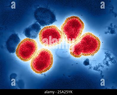 Colorized transmission electron micrograph of influenza A virus particles, colorized red and gold, isolated from a patient sample and then propagated in cell culture. Influenza A can infect both humans and animals, including birds and pigs. More specifically, this image features the H3N2 influenza strain, isolated from a patient in Victoria, Australia, in 1975. Notable for forming both spherical particles/virions pictured and filamentous virions, this historical strain can be employed to study the breadth of the immune response elicited by universal flu vaccine candidates. Microscopy by John G Stock Photo