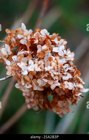 Dried hydrangea flowers in brown and beige tones hanging from a branch, blurred green background. Stock Photo