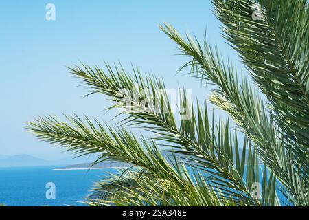 Phoenix dactylifera, commonly known as date or date palm is a flowering plant species in the palm family. Fresh green palm leaves close-up against the Stock Photo