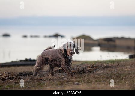 Chocolate brown Cocker Spaniel running on harbour pier. Brown Cocker Spaniel dog looking at the camera. Stock Photo