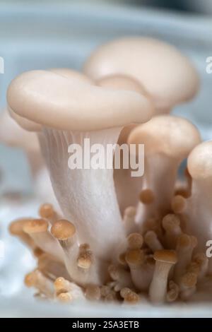A Close-Up of Oyster Mushroom Spores. Stock Photo