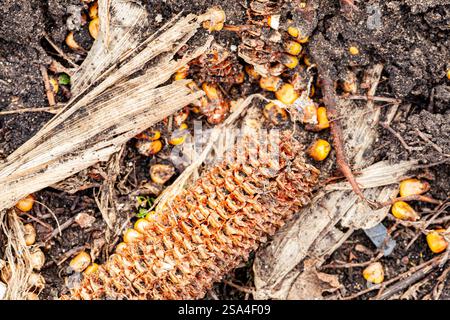 Food Security, World Food Crisis Concept. Environmental Impact. Global Issues in Agricultural Food Production. Dry and Wilted Corn on Cracked Soil Stock Photo