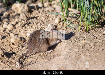 Brown rat / common rat / Norwegian rat / Norway rat (Rattus norvegicus) foraging in field in summer Stock Photo