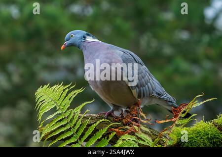 Common wood pigeon (Columba palumbus) perched on tree stump with fern in forest Stock Photo